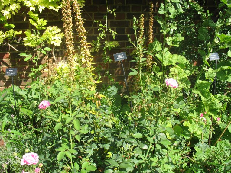 Geffrye Museum herb garden