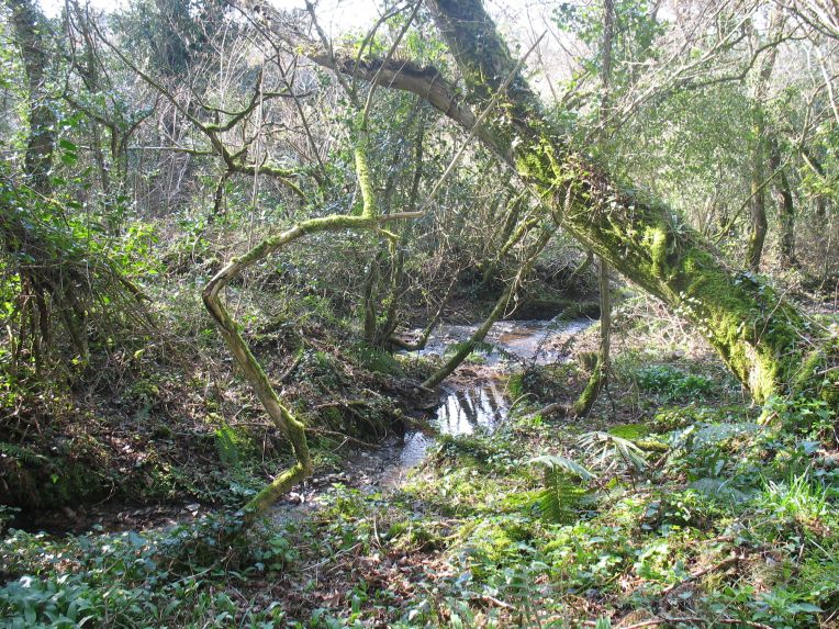 Manaccan, Cornwall, the woods