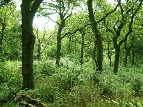 view of woodland Queens Wood