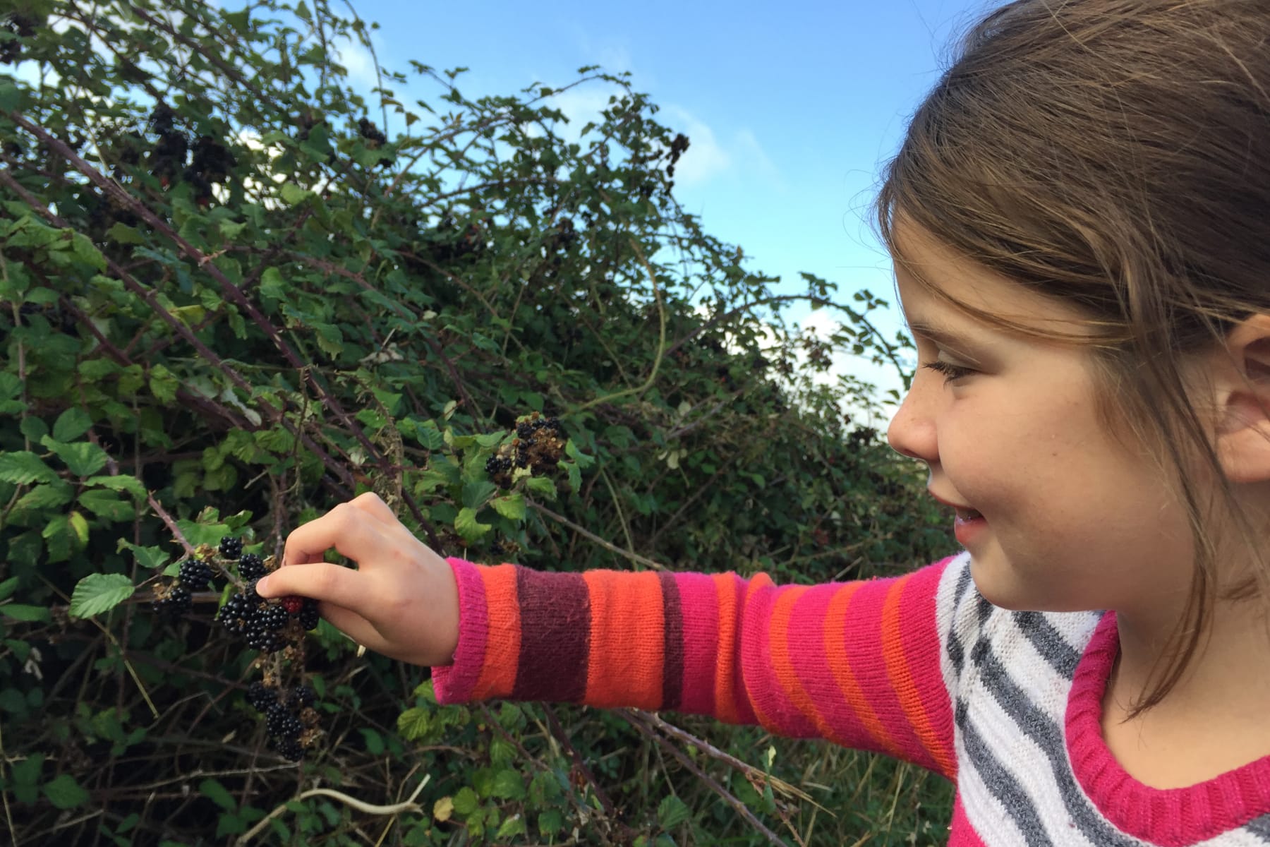 Picking blackberries.