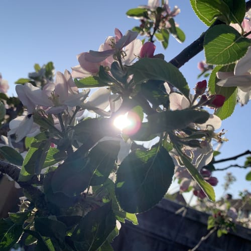 Apple Blossom