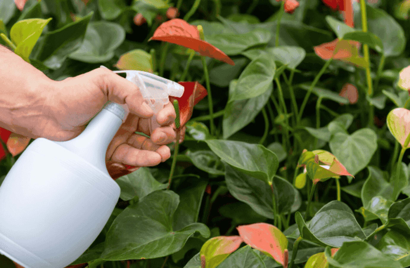 Crop Protection.png
