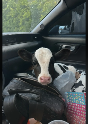 A friend if mine picked this cute guy up today