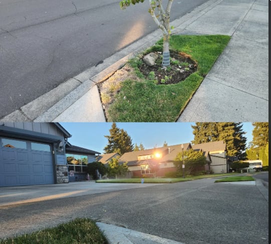 Neighbors' window kills a patch of my grass