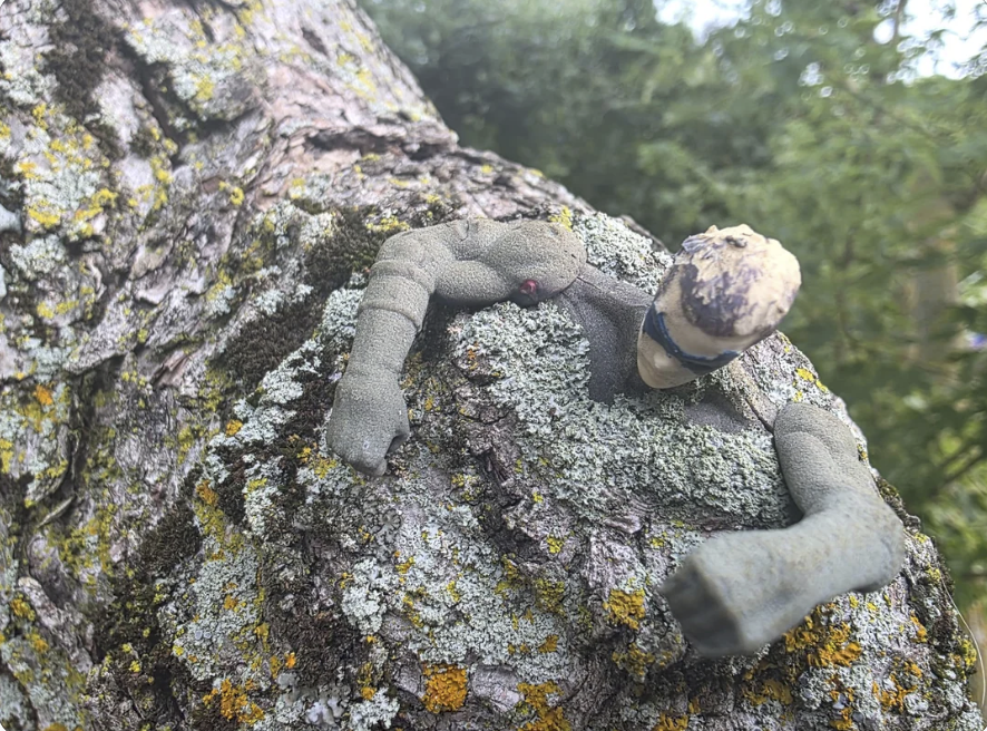 A Robin action figure grown into a tree after 23 years