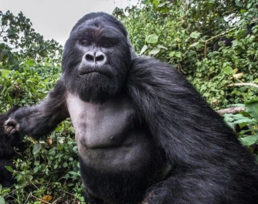 Wildlife Photographer Captures Close-Up of 400lb Silverback Gorilla Moments Before Being Punched