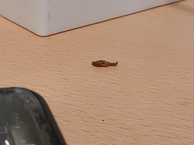 Ten kawałek kurczaka na moim biurku wygląda jak Saddam Husajn