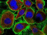 Cell imaging