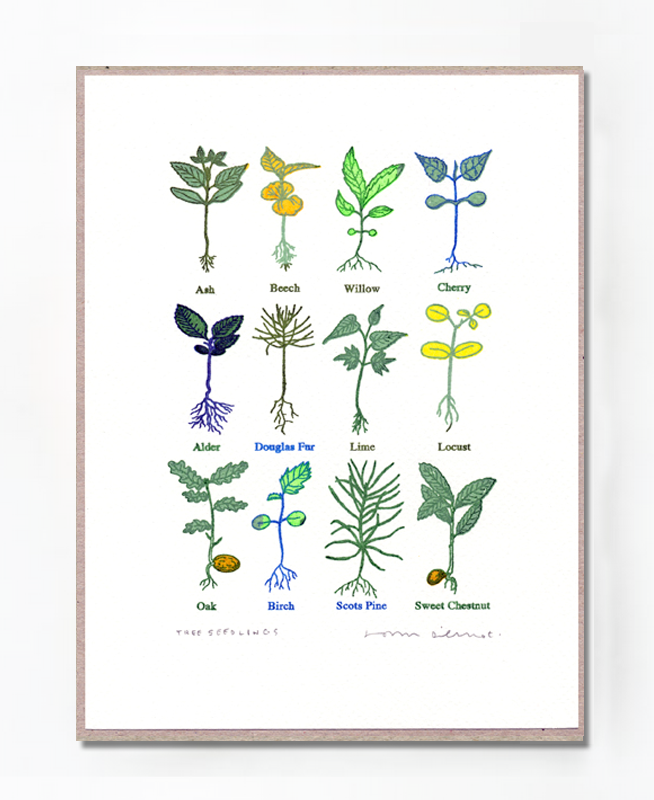 John Dilnot Tree Seedlings Mini Print