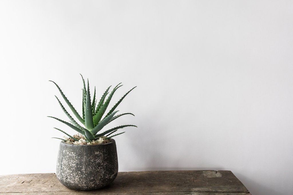 Forest Large Aloe Arborescens House Plant