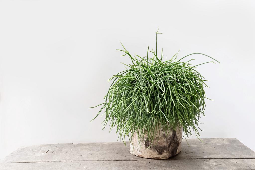 Forest Rhipsalis House Plant