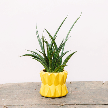 Trouva: Chive Mini Yellow Ceramic Planter