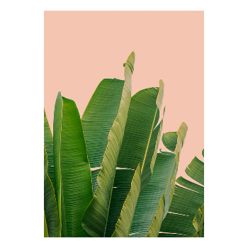 Trouva: Banana Leaves A2 Unframed Print