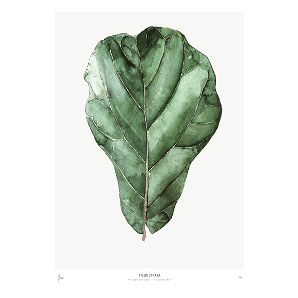 Unframed Urban Botanics: Fiddle Leaf Fig Limited Edition Art Print - 50 X 70cm
