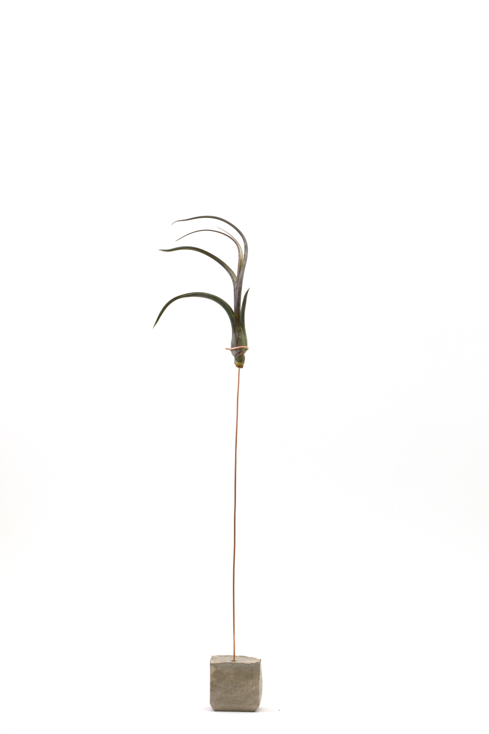 Cuemars Baileyi Air Plant Holder