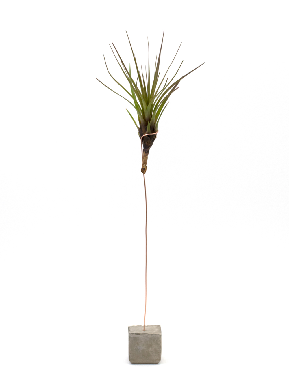 Cuemars Tricolor Melanocrater Air Plant Holder