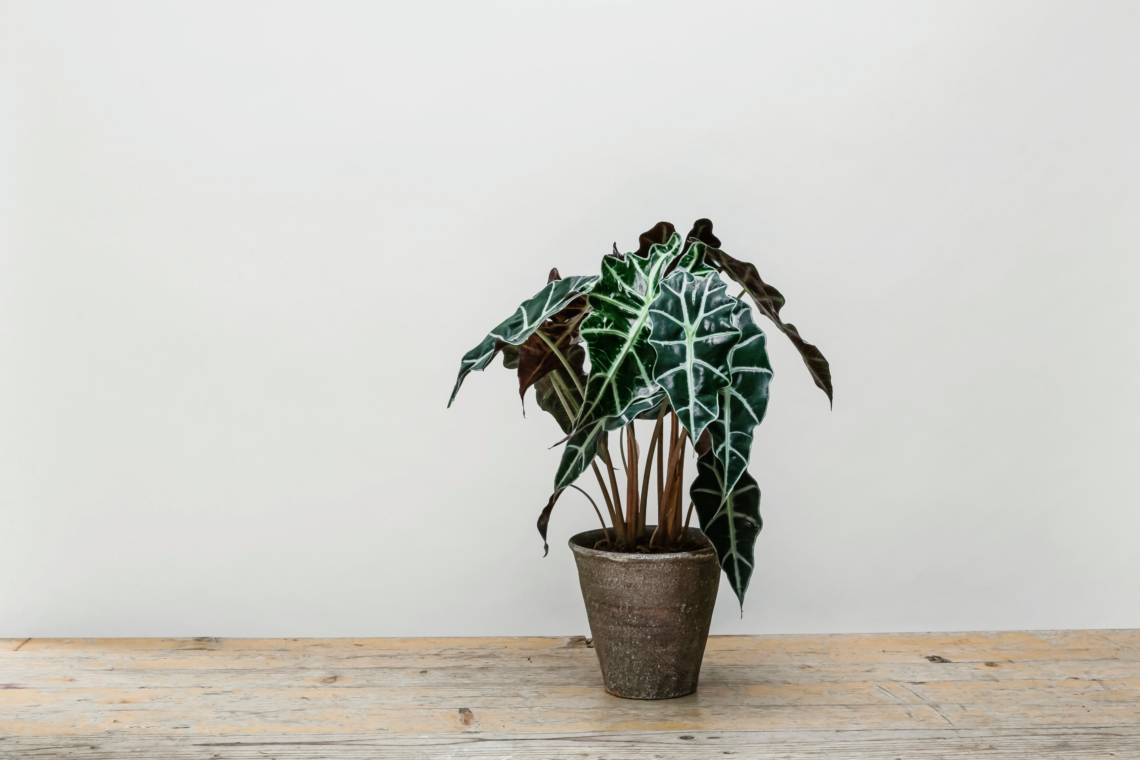 Forest Alocasia House Plant