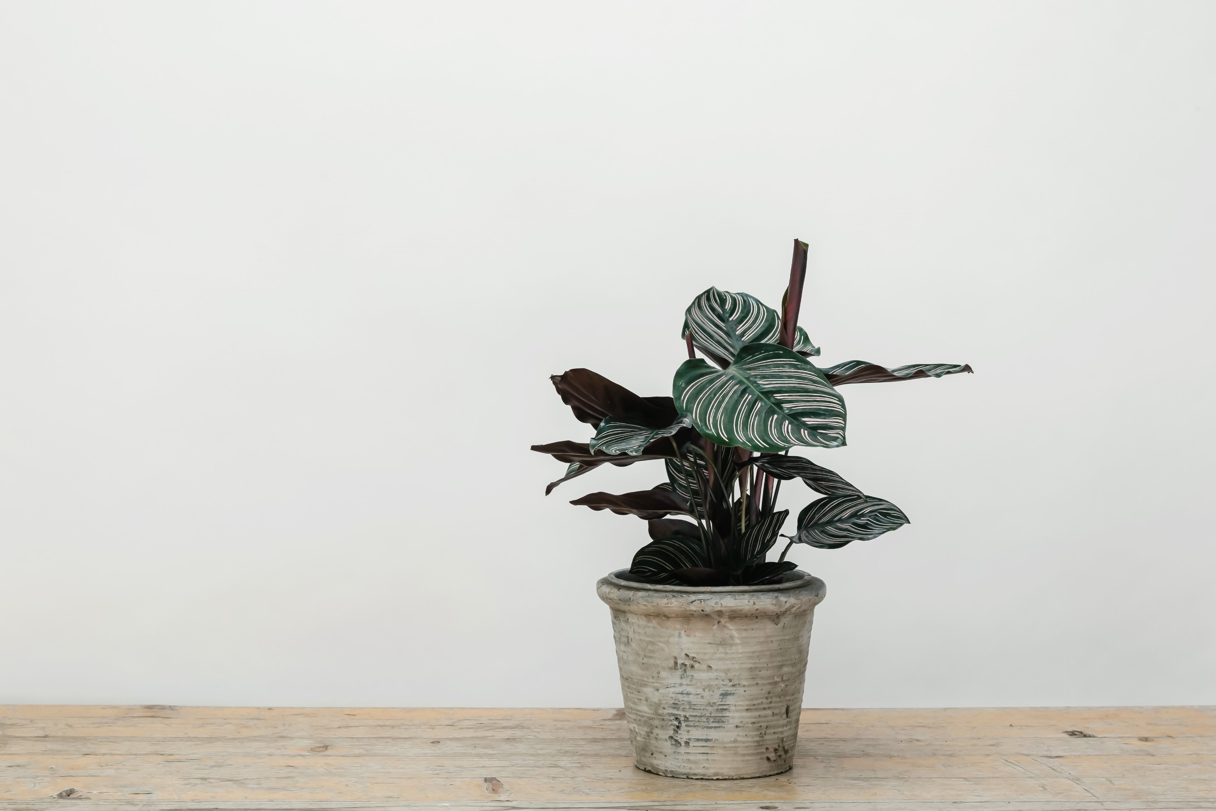 Forest Calathea Ornata House Plant