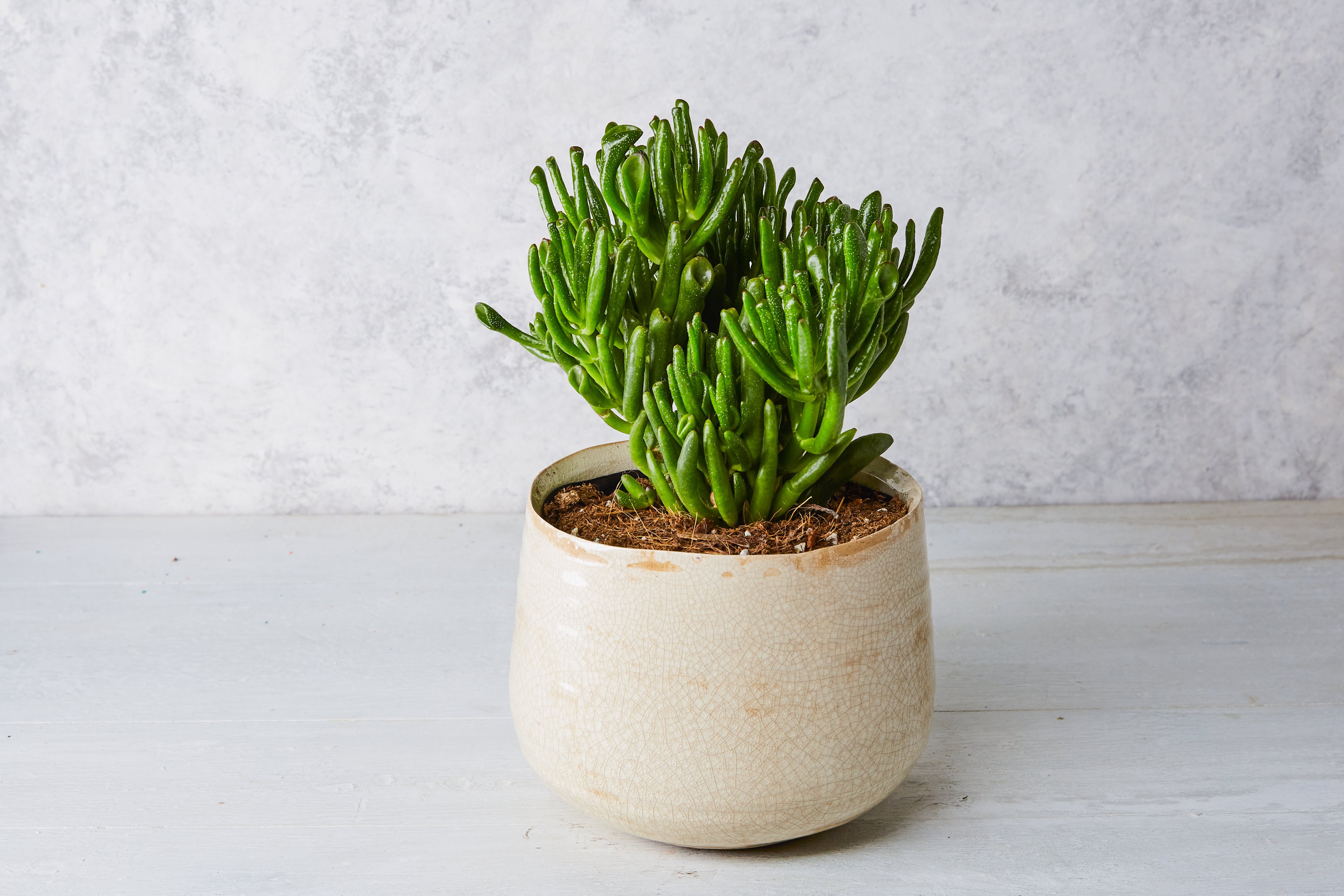 Forest Crassula Hobbit House Plant