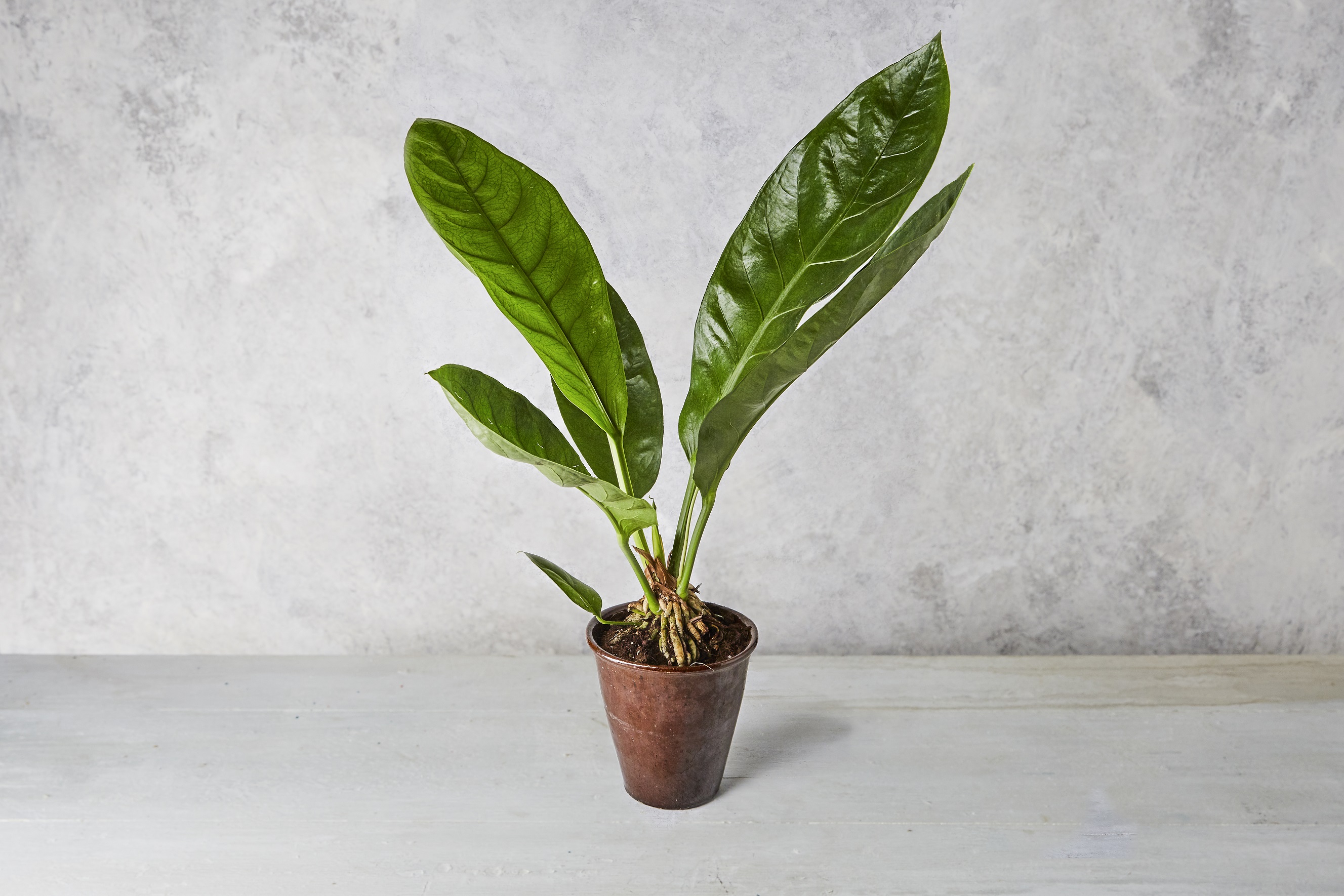 Anthurium House Plant