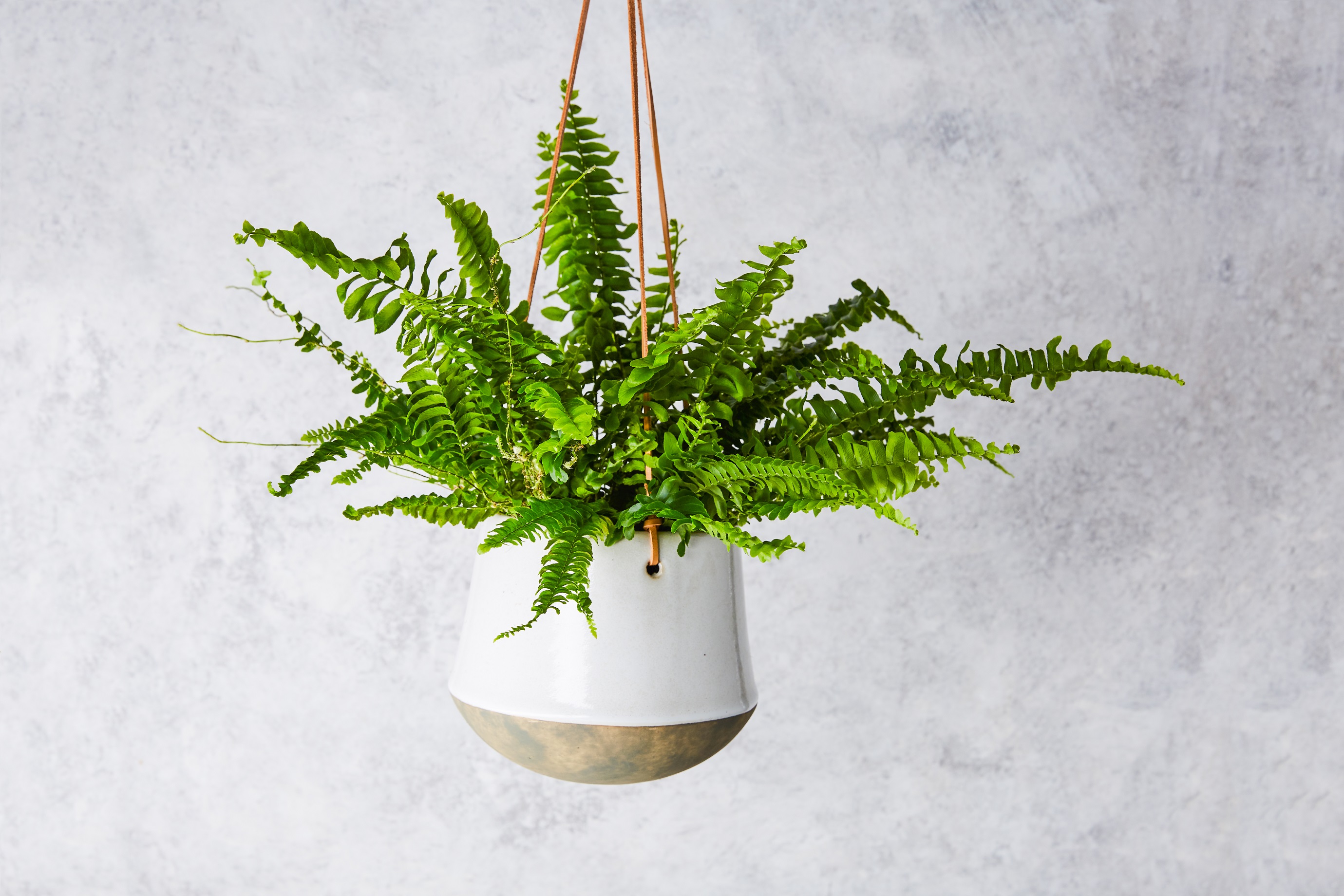 Forest Small Nephrolepis Fern House Plant