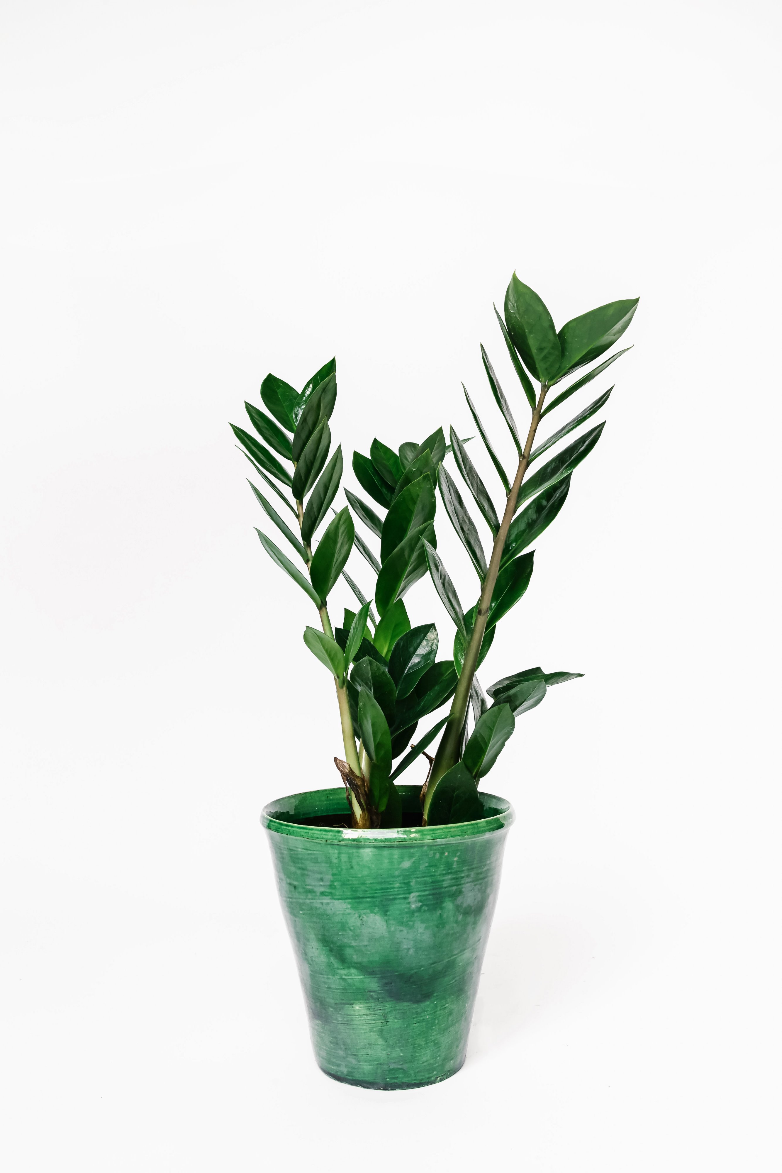 Forest Zamioculcas Zamiifolia House Plant