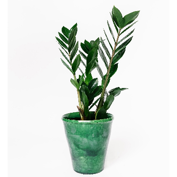 forest-zamioculcas-zamiifolia-house-plant