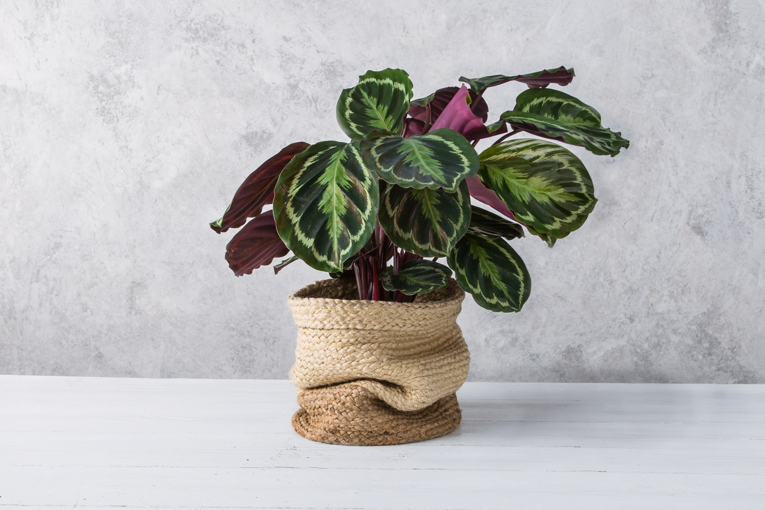 Forest Calathea Roseopicta House Plant