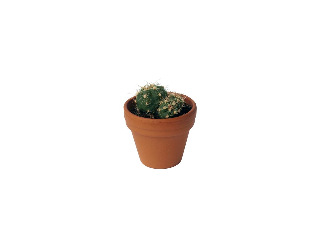 Hi Cacti Extra Small Terracotta Cactus