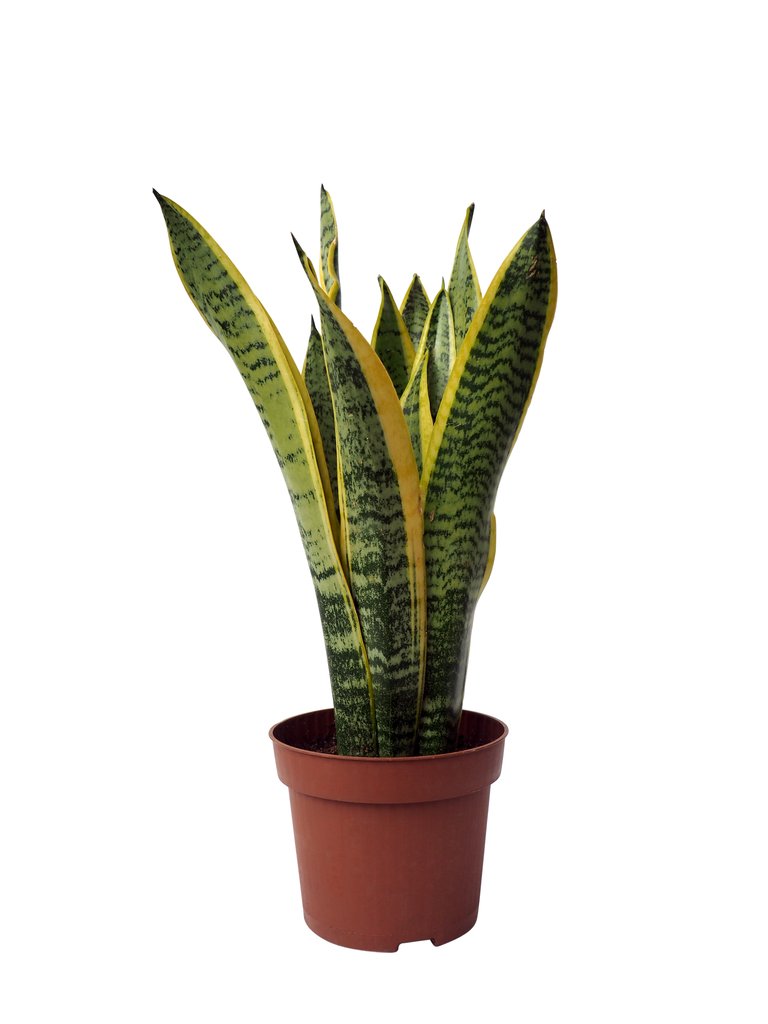 Hi Cacti Snake Plant Sansevieria House Plant