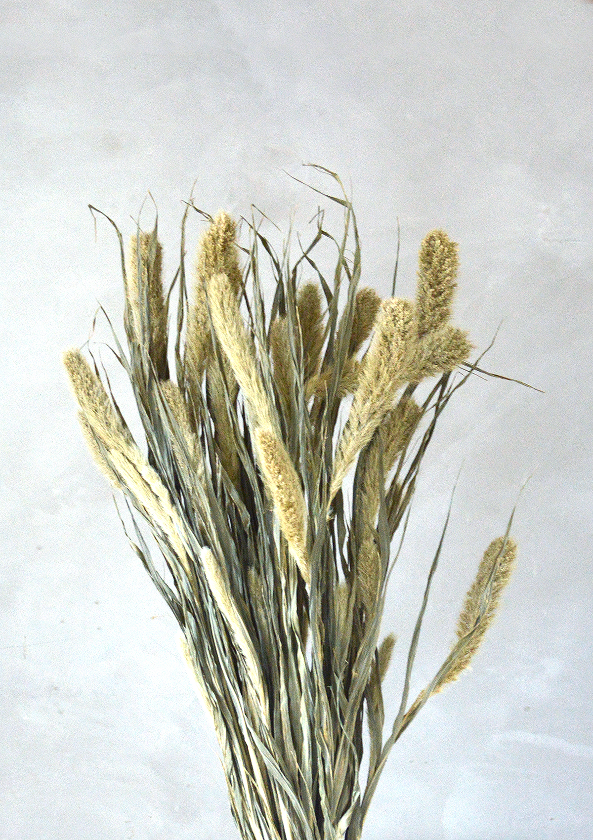 Little Deer Natural Green Setaria Dried Grass