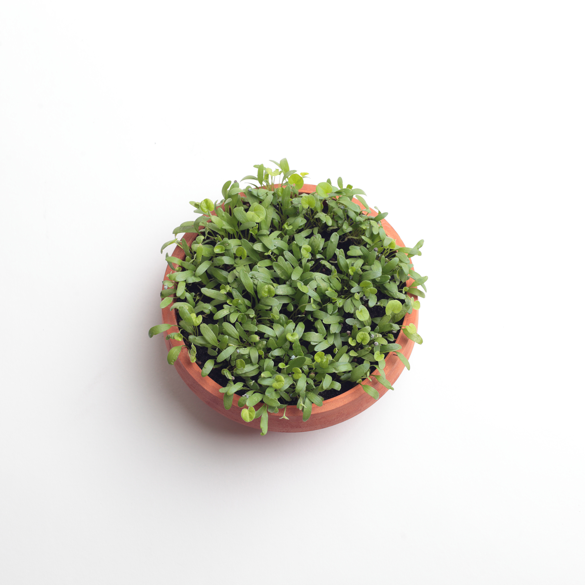Wearelivingthings Green Dot Flower Pot