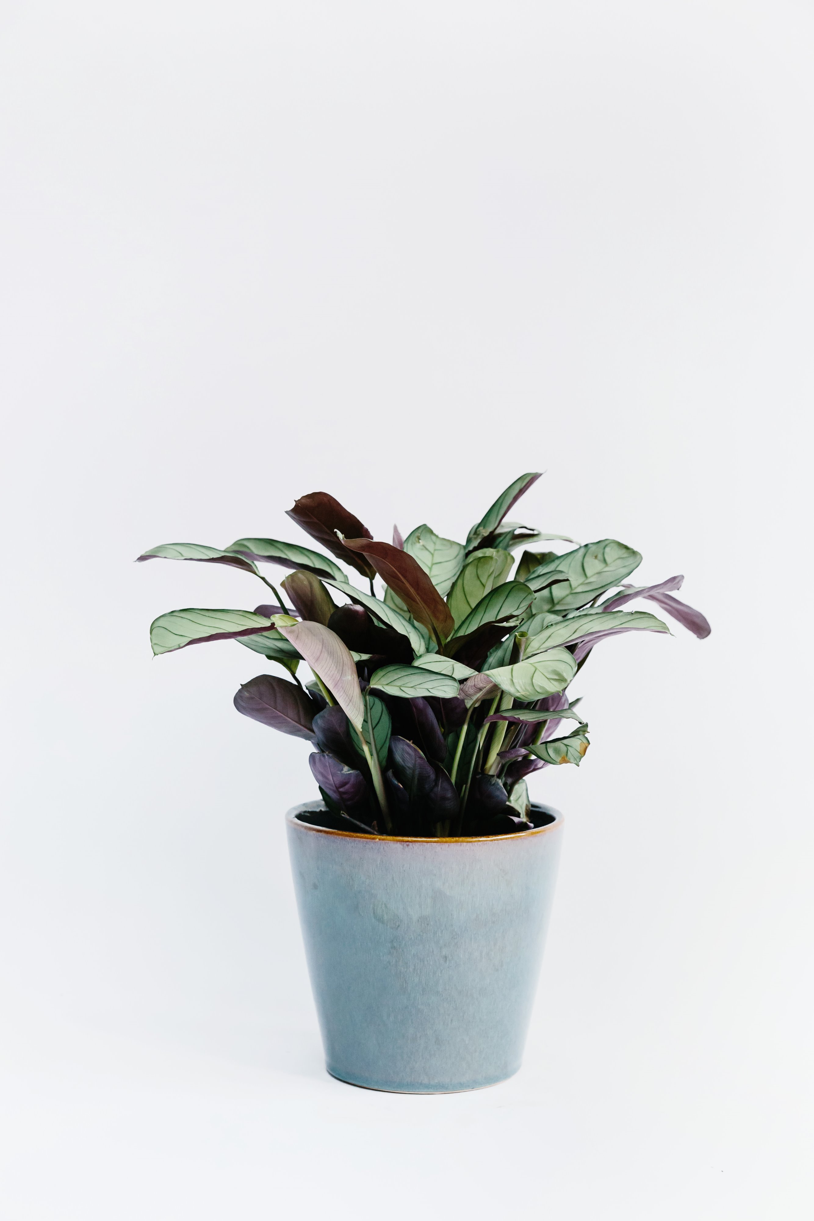 Forest Ctenanthe Burle-Marxii 'amagris' House Plant