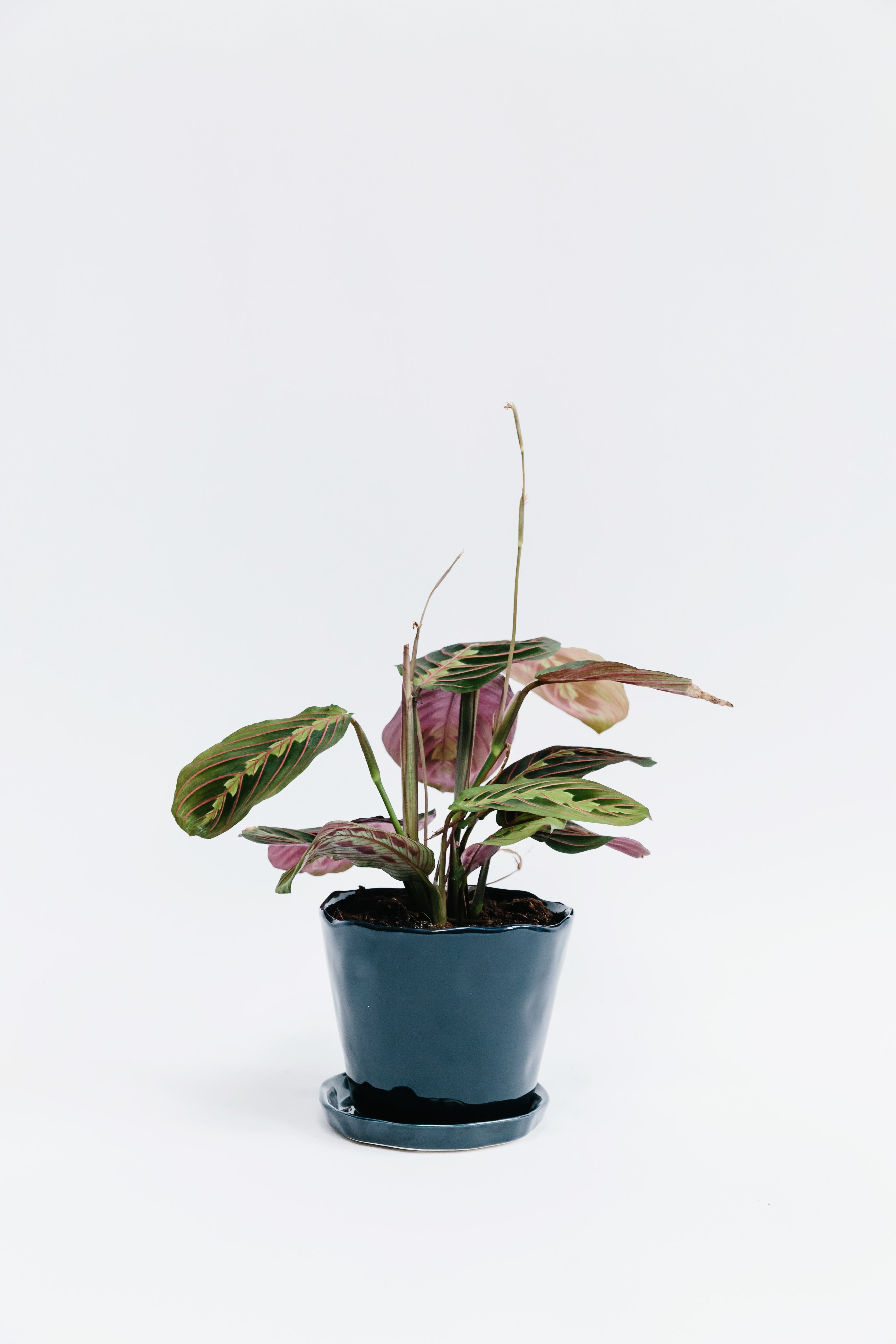 Forest Maranta House Plant