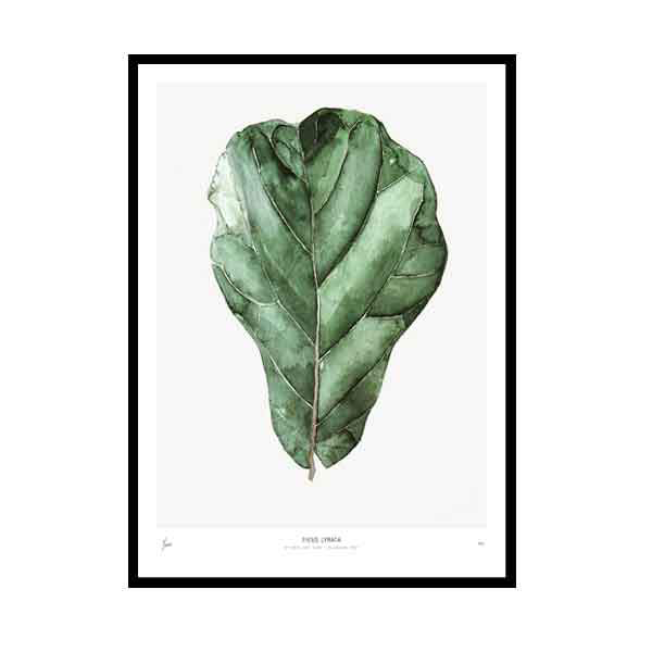 Urban Botanics  Framed Art Print -  Urban Botanics Ficus Lyrata (signed, limited edition)