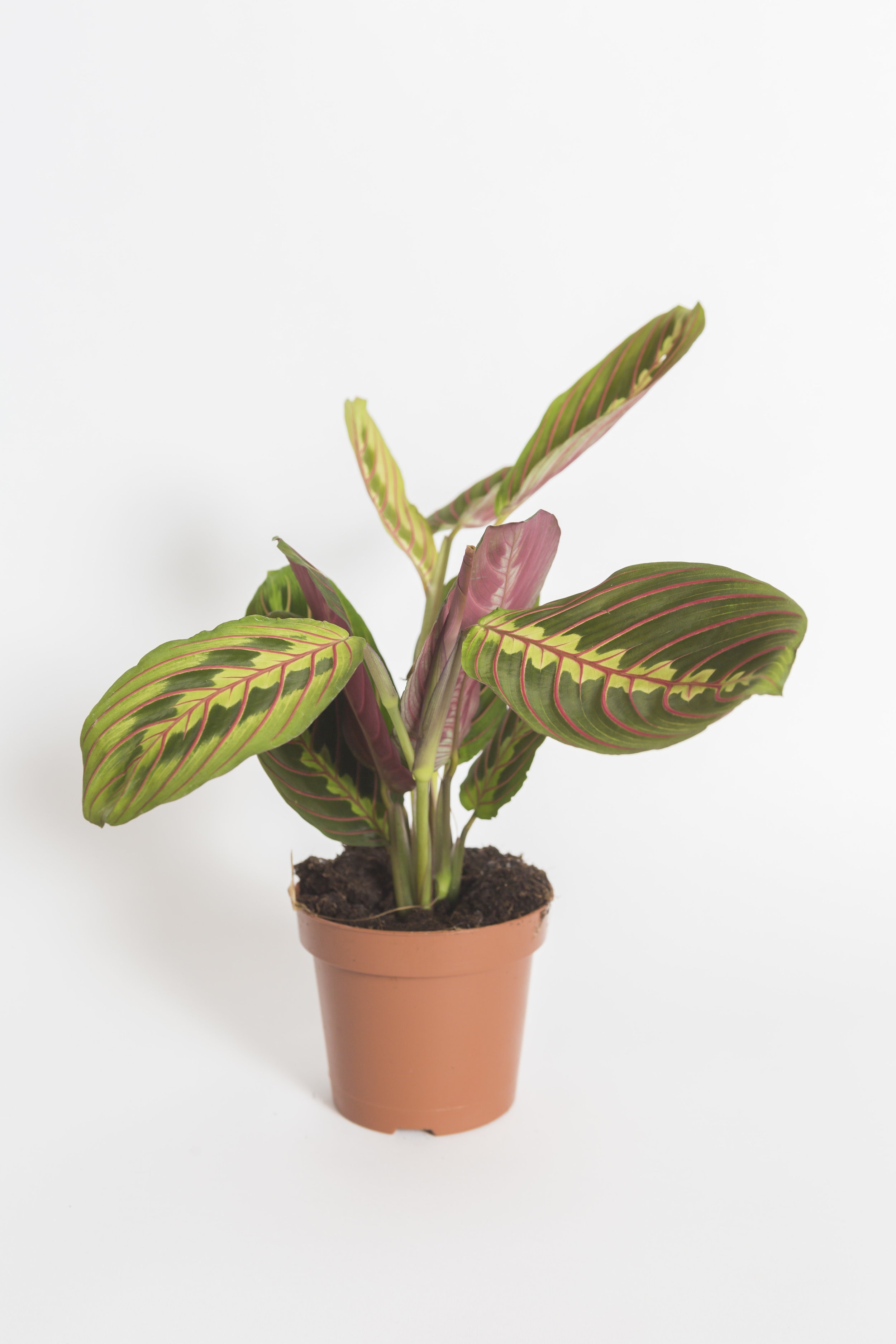 Bush Bristol Manrata Prayer Plant