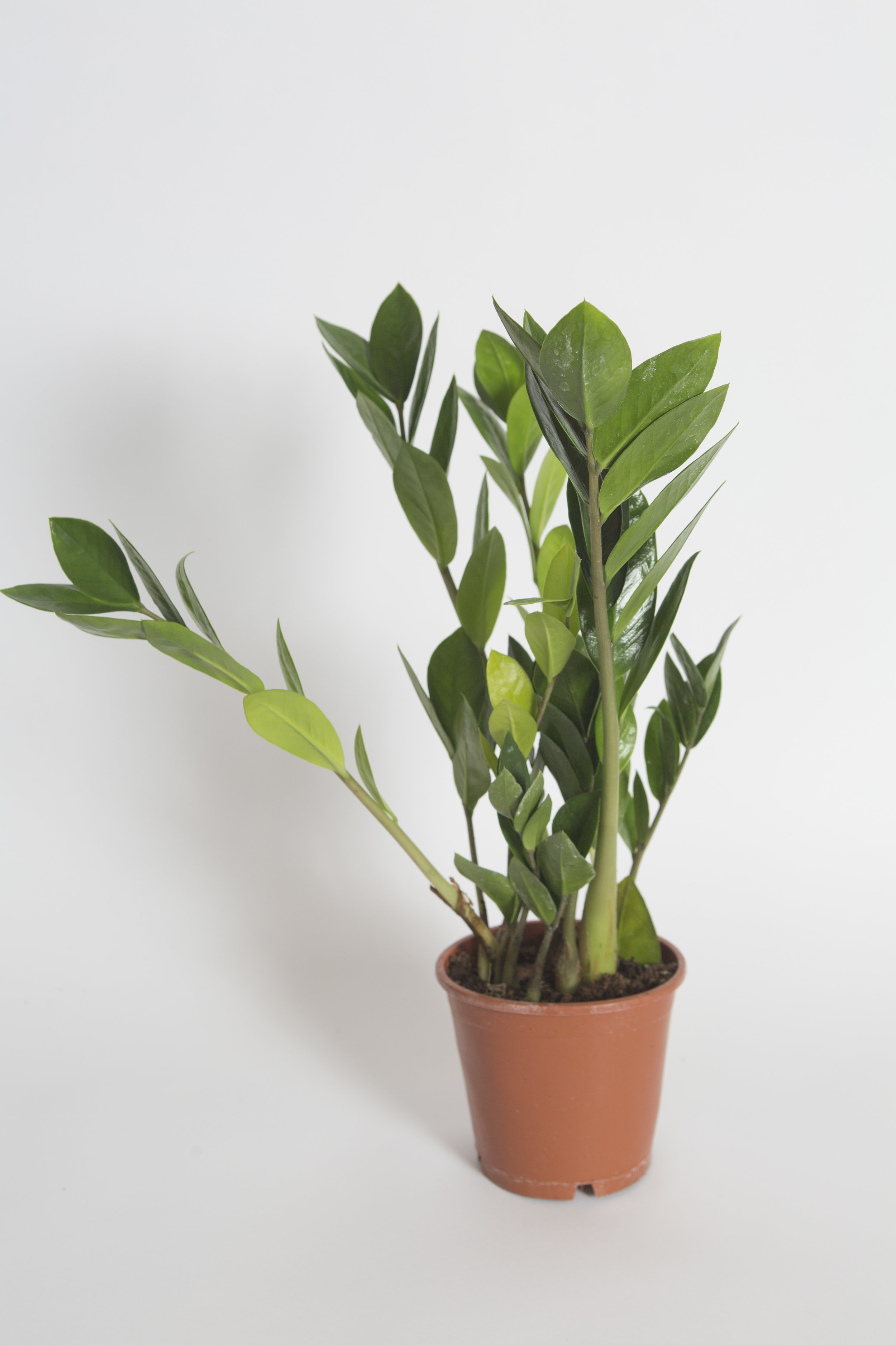 Bush Bristol Zamioculcas Zz Plant