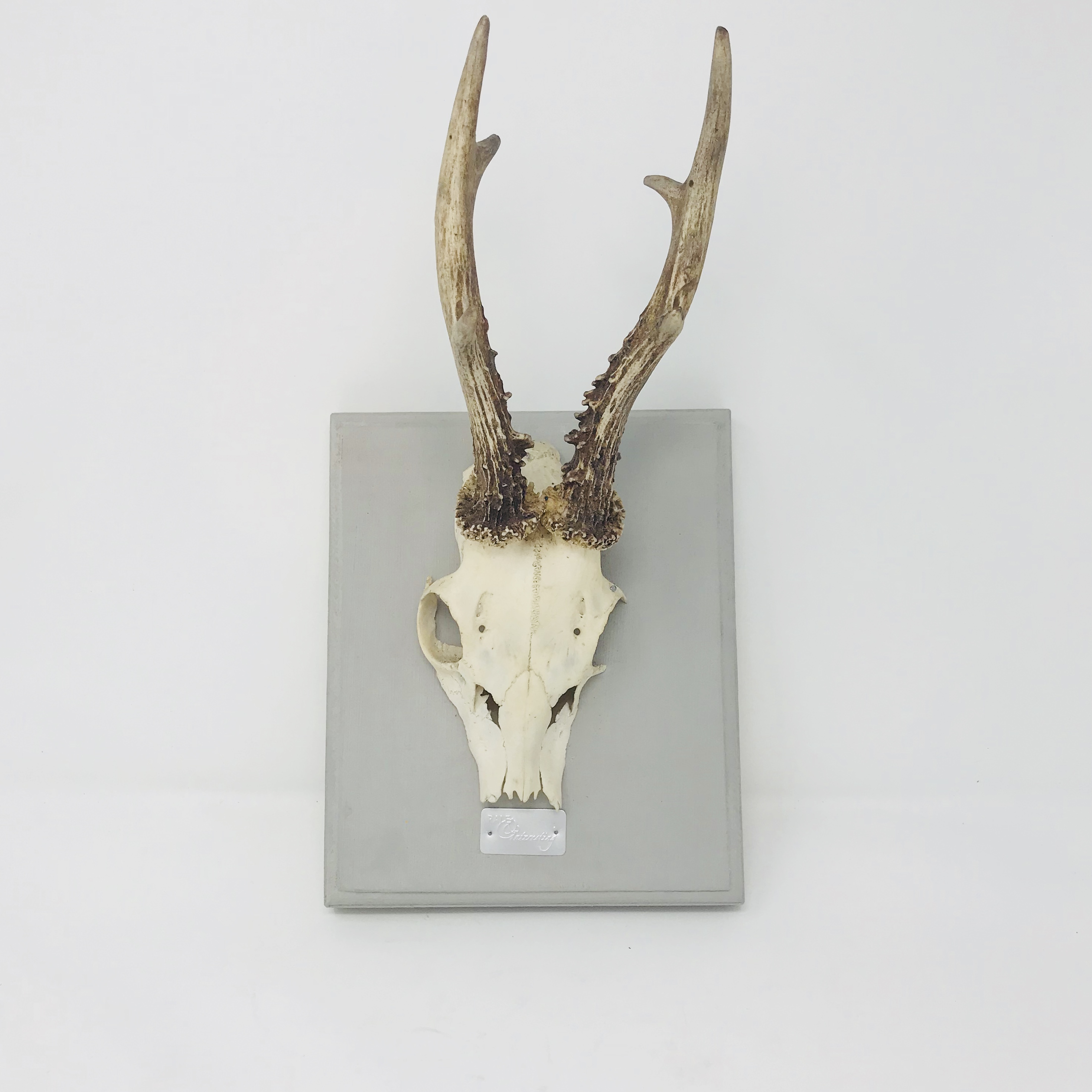 Pale & Interesting Single Deer Horn Plaque