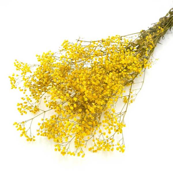 atlas flowers Yellow Preserved Gypsophila