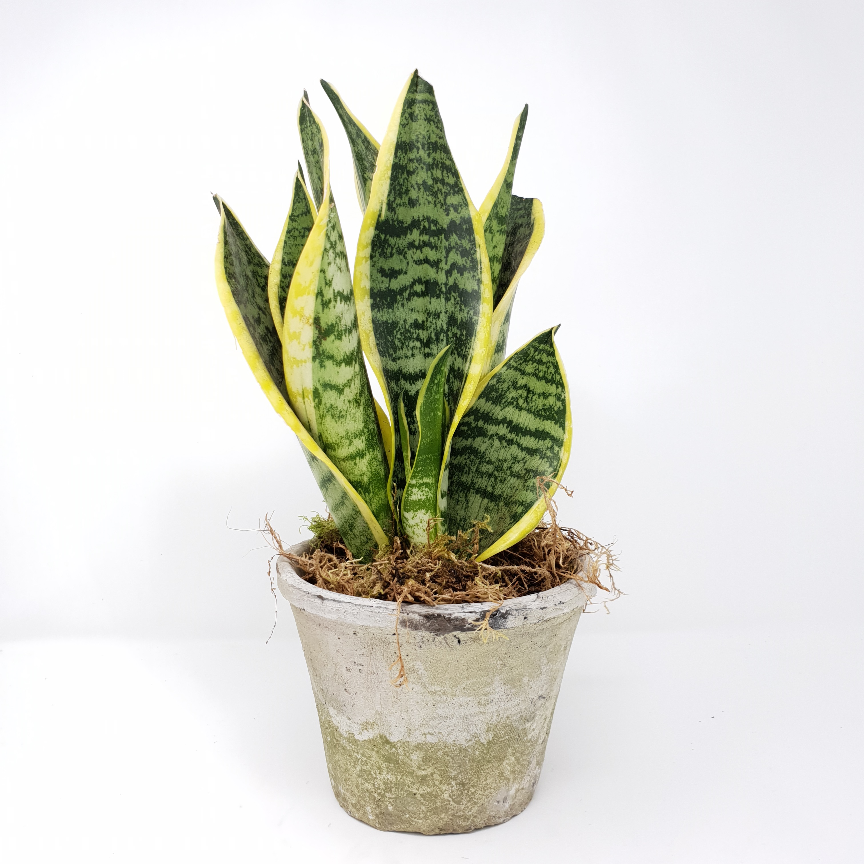 Forest Sansevieria Trifasciata Laurentii House Plant