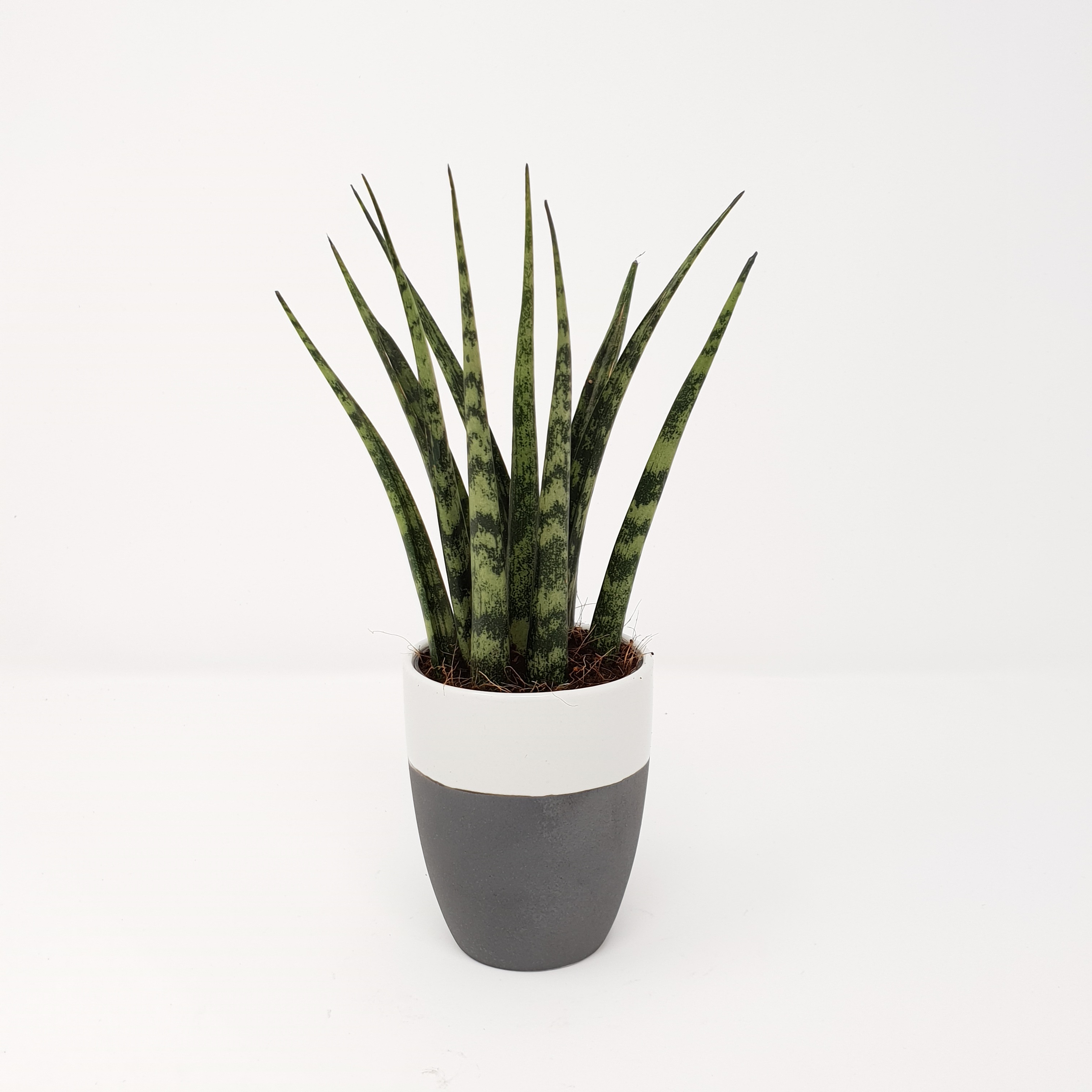 Forest Sansevieria Fernwood House Plant