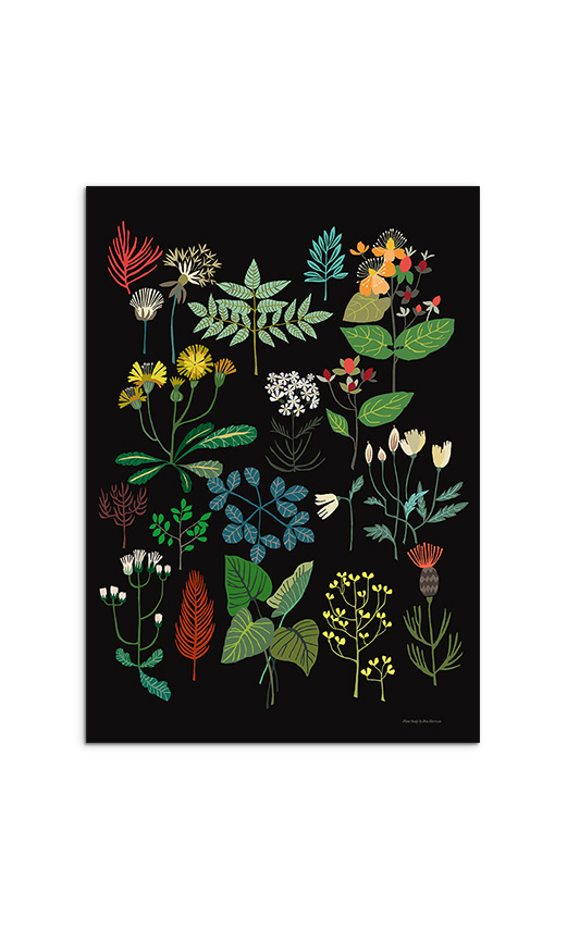 Brie Harrison  A3 Plant Study Art Print 