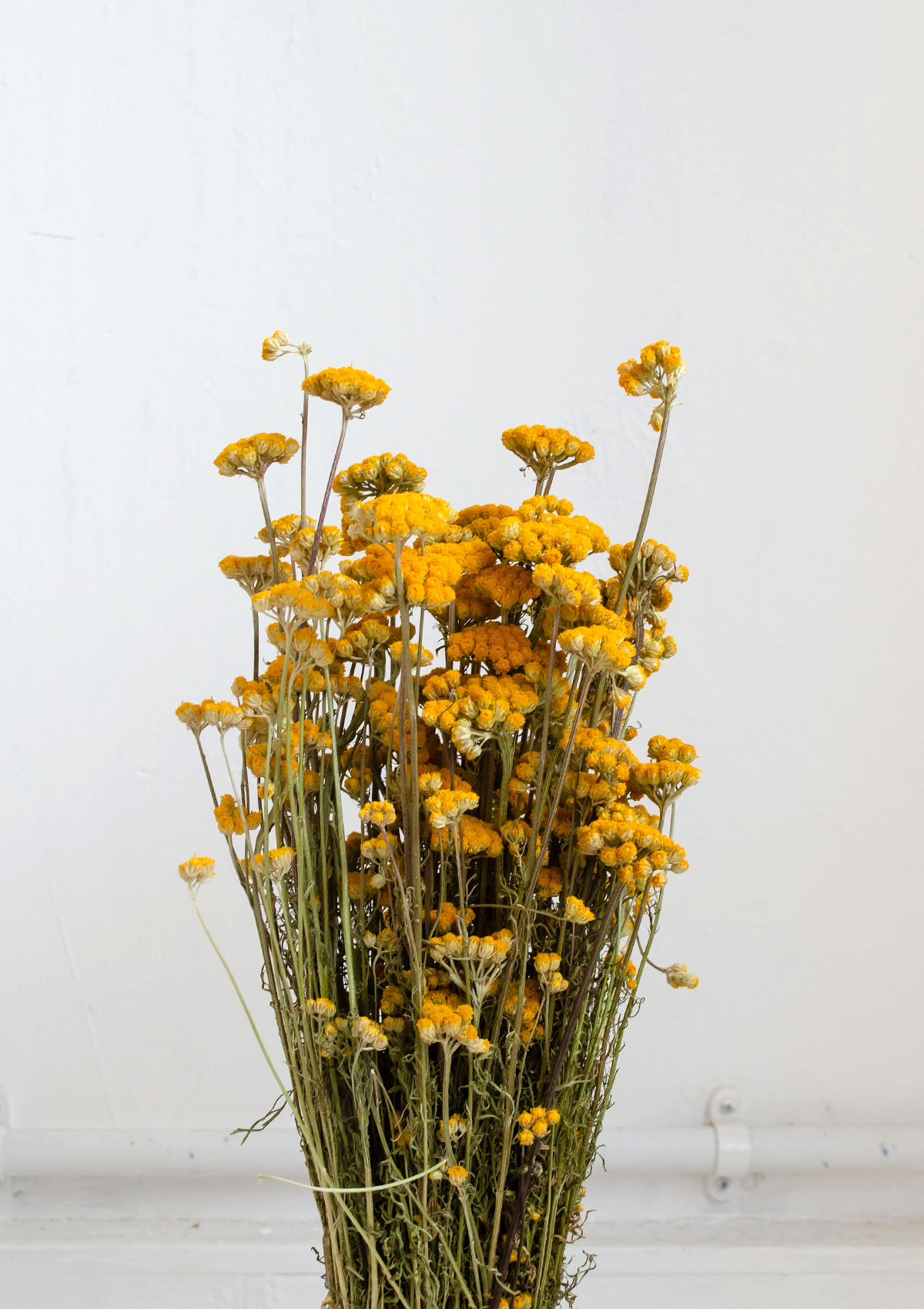 Little Deer Bright Yellow Dried Natural Ageratum