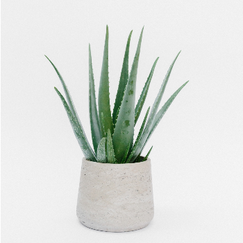 forest-aloe-vera-house-plant