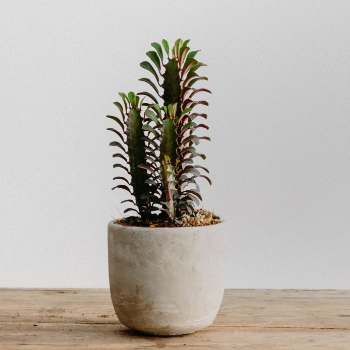 forest-euphorbia-trigona-rubra-house-plant