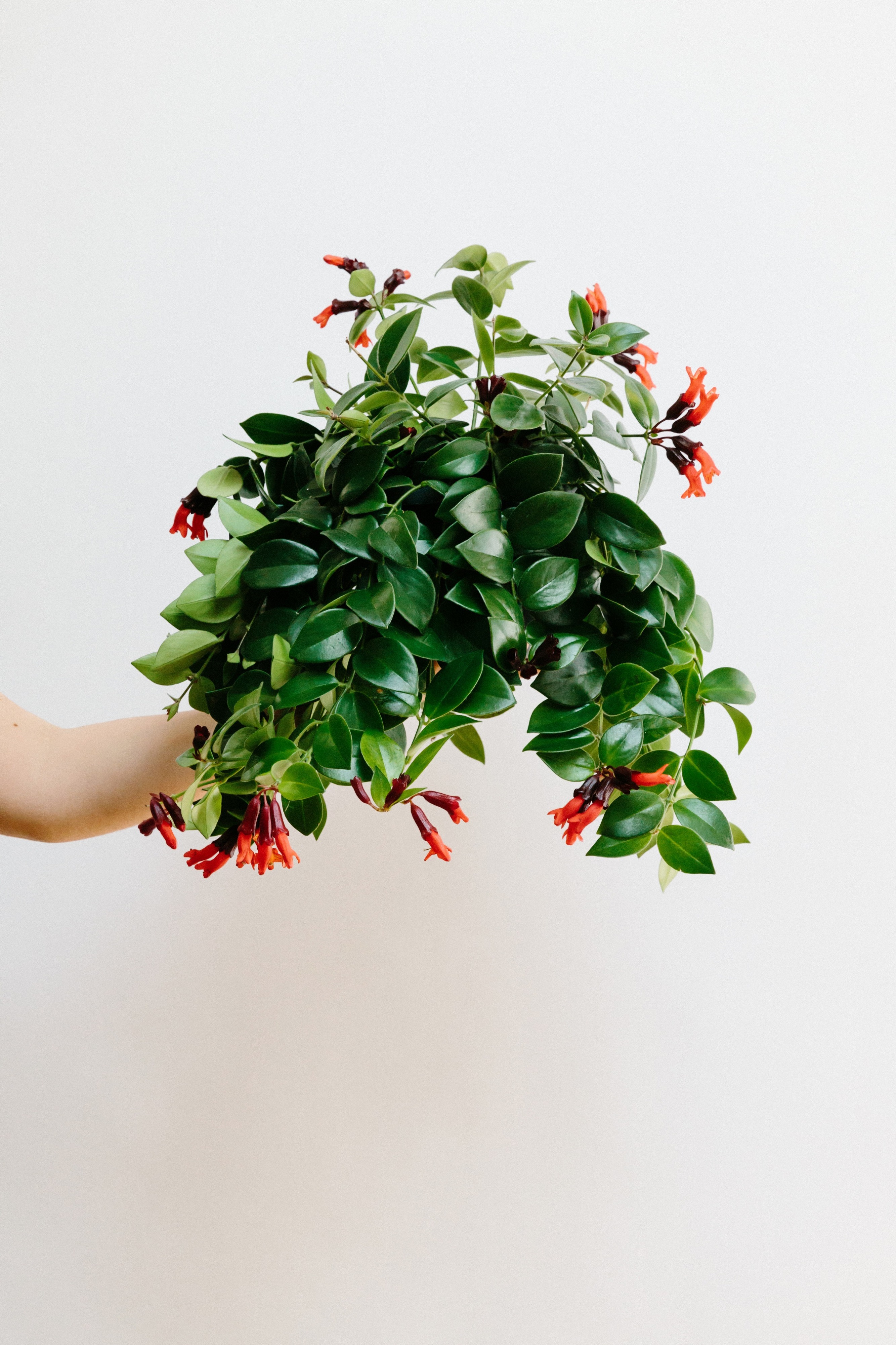 Forest Aeschynanthus Pulcher House Plant