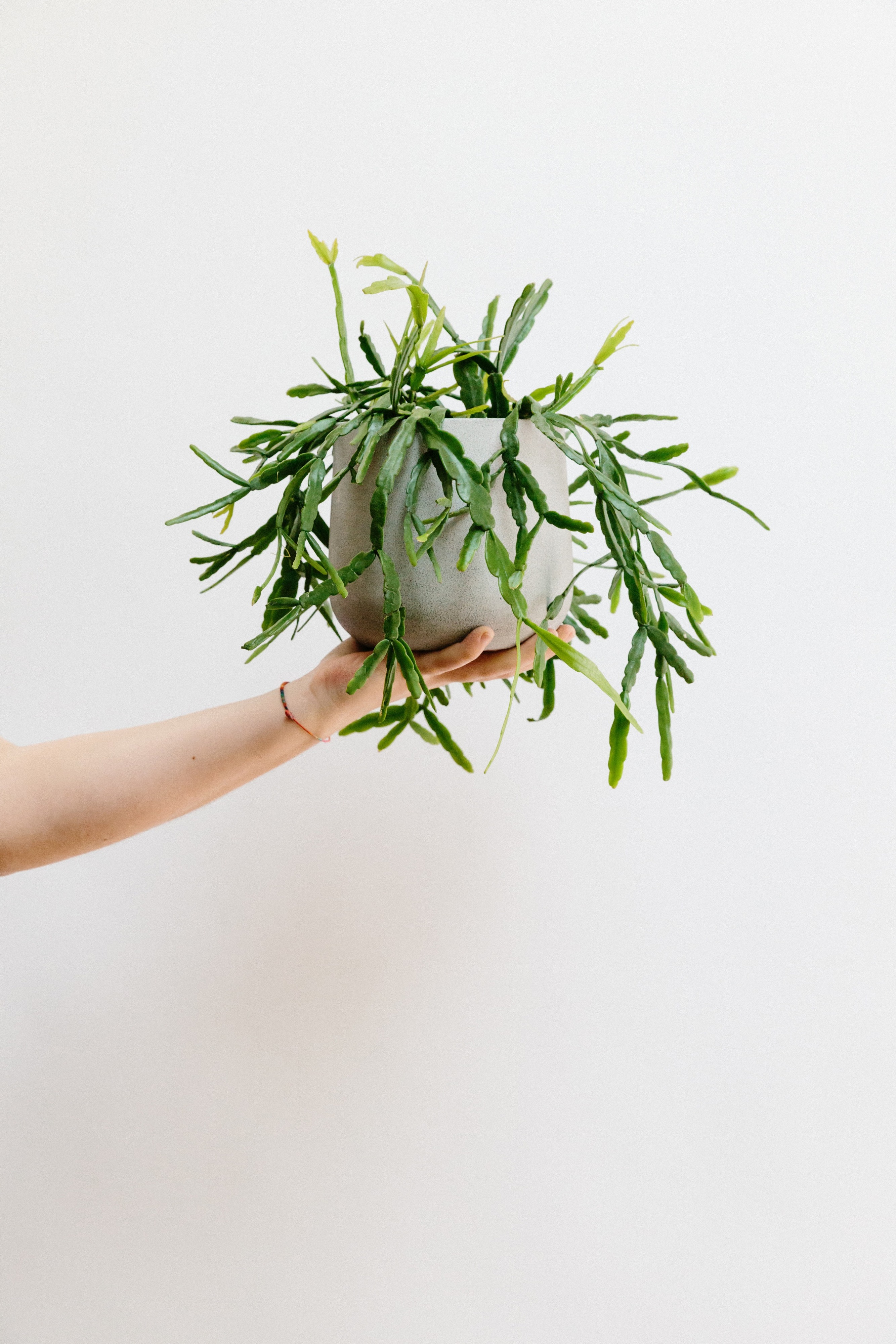 Forest Rhipsalis Micrantha Plant