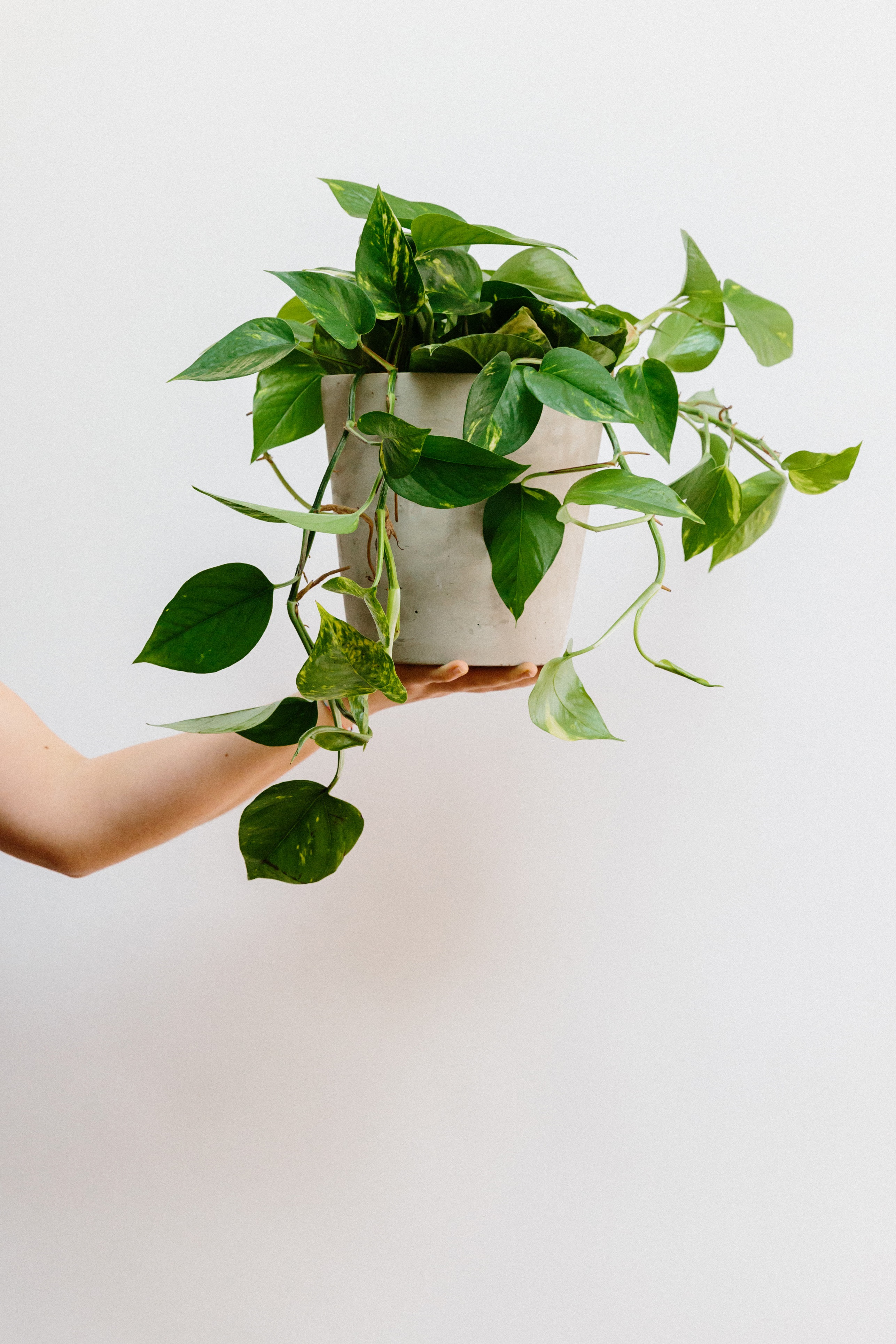 Forest Epipremnum Aureum House Plant