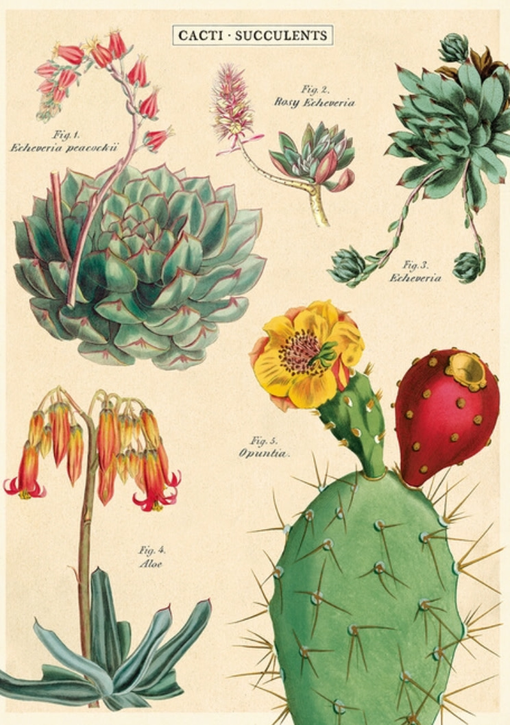 Cavallini & Co Cacti & Succulents 2 Poster