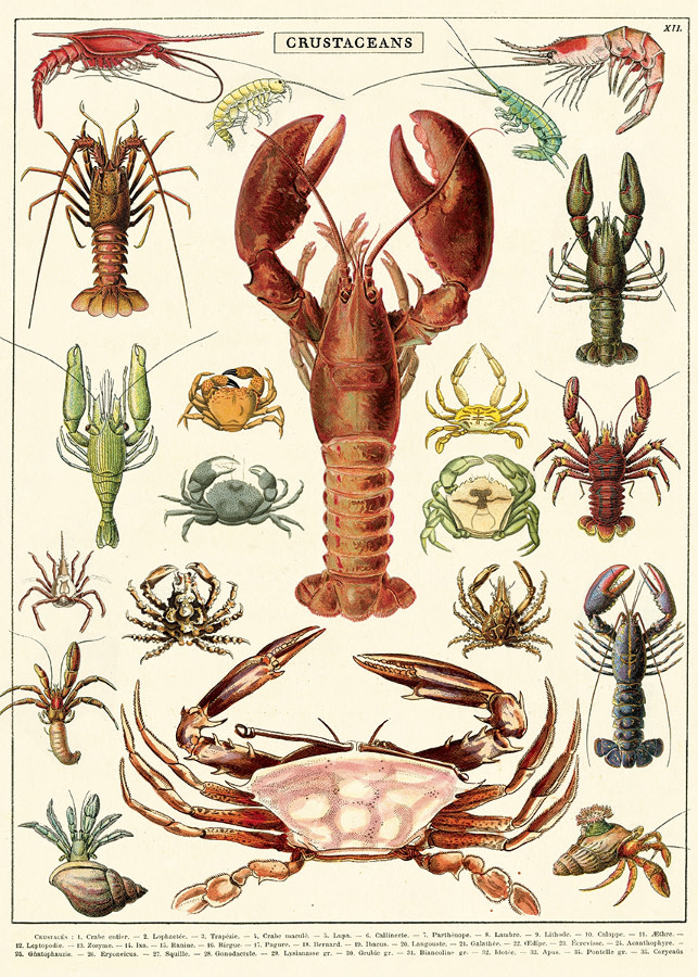 cavallini-and-co-crustaceans-poster